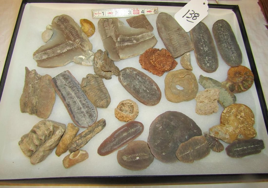 Fossils: Large display with numerous fossil finds