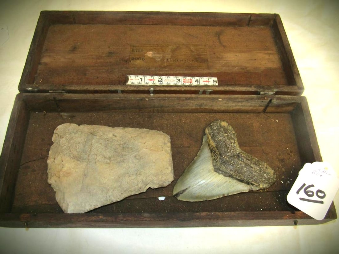 Hoe & Tooth: Old box with 6" flint hoe and 4 3/4" Megladon sharks tooth (tooth 25 to 35 million yrs old)