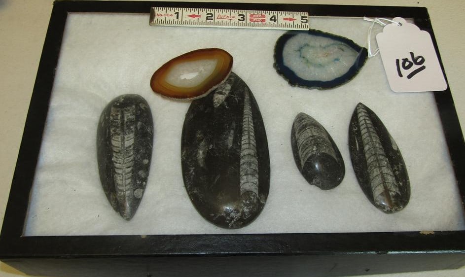 6 pc misc: Display 6 pc various fossil style items etc