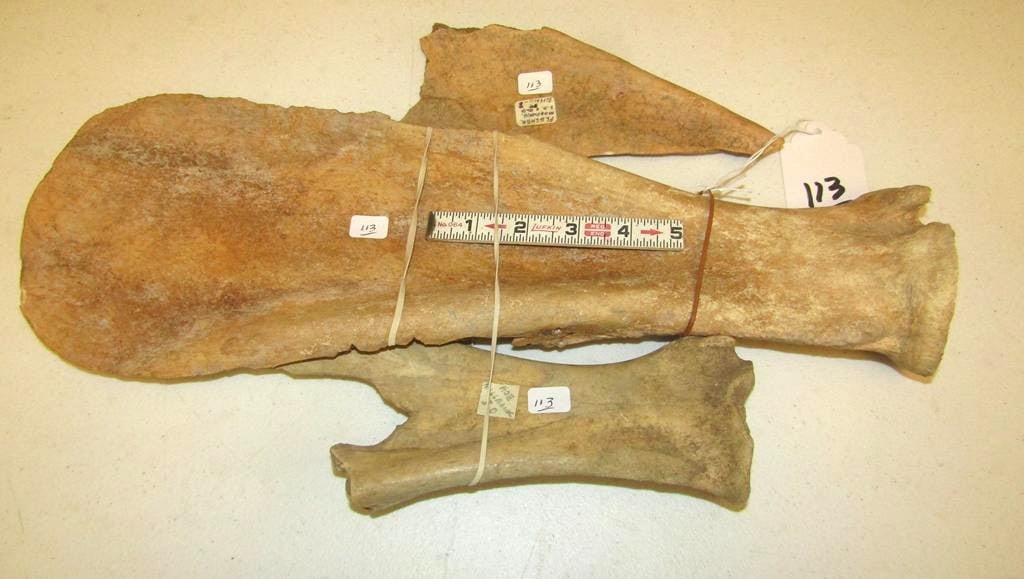3 bone tools: 3 pc bone tools with info including 18" Buffalo bone spatula,