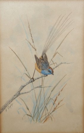 CAYLEY, Alice Blue Wren W/Clr 19.5 x 12.5 cm