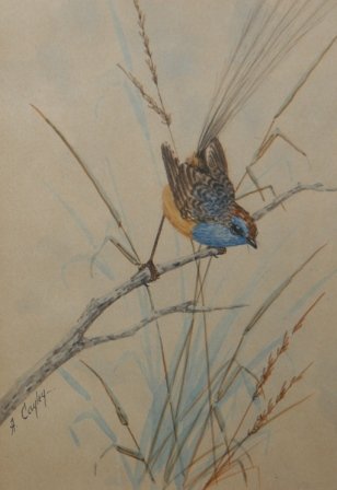 CAYLEY, Alice Blue Wren W/Clr 19.5 x 12.5 cm - 2