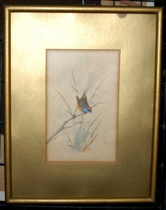 CAYLEY, Alice Blue Wren W/Clr 19.5 x 12.5 cm - 3