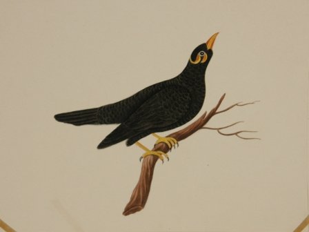 INDIAN SCHOOL (3) Mynah Bird, Pair of Birds, Brah - 3