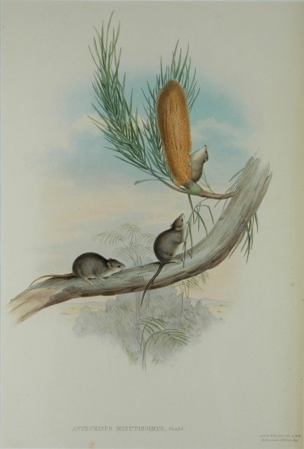 GOULD, John (1804-1881) 'Antechinus Minutissimus.'