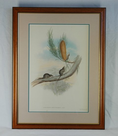 GOULD, John (1804-1881) 'Antechinus Minutissimus.' - 2