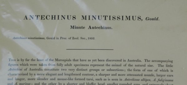 GOULD, John (1804-1881) 'Antechinus Minutissimus.' - 3