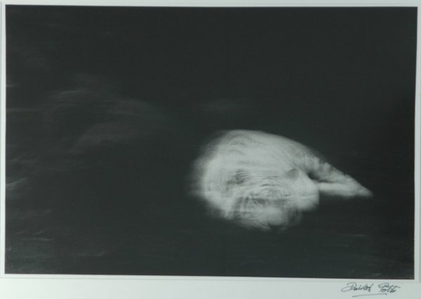 POTTS, David (b.1926) 'White Tiger, Taronga Zoo.': POTTS, David (b.1926) 'White Tiger, Taronga Zoo.' Photograph 37.5x55cm