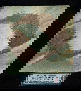 Very Rare Fossil Lycoptera: Very Rare Fossil Lycoptera The two fish preserved, reminiscent of the Yin Yang symbol. From the Liaoxi Fossil Bed, China. 12x12cm (fossil matrix)
