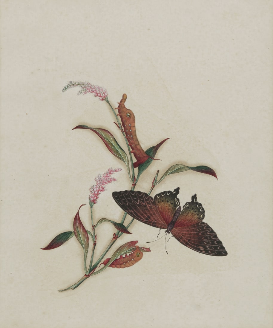 Chinese School Artist Unknown , 19th C Study of Butterfly and Caterpillars, Gouache, 21x17cm (1 of 2)