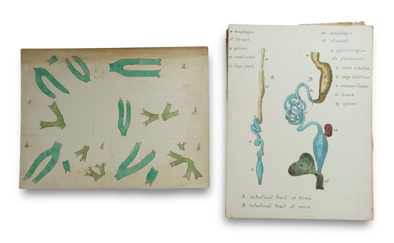 2 Leather Pockets of Hand Drawn Anatomical Sketches c.1880-90, owned by Arthur Machen Hill (1 of 3)