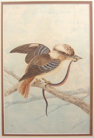 CAYLEY, Neville W (1886-1950)