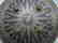 SHIELD MILITERY WARRIOR PERSIAN SUN RAYS CALLIGRAPHY - 4