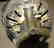 CUIRASS MILITERY BREST 4PLATES CALLIGRAPHY & BIRD FIG - 4