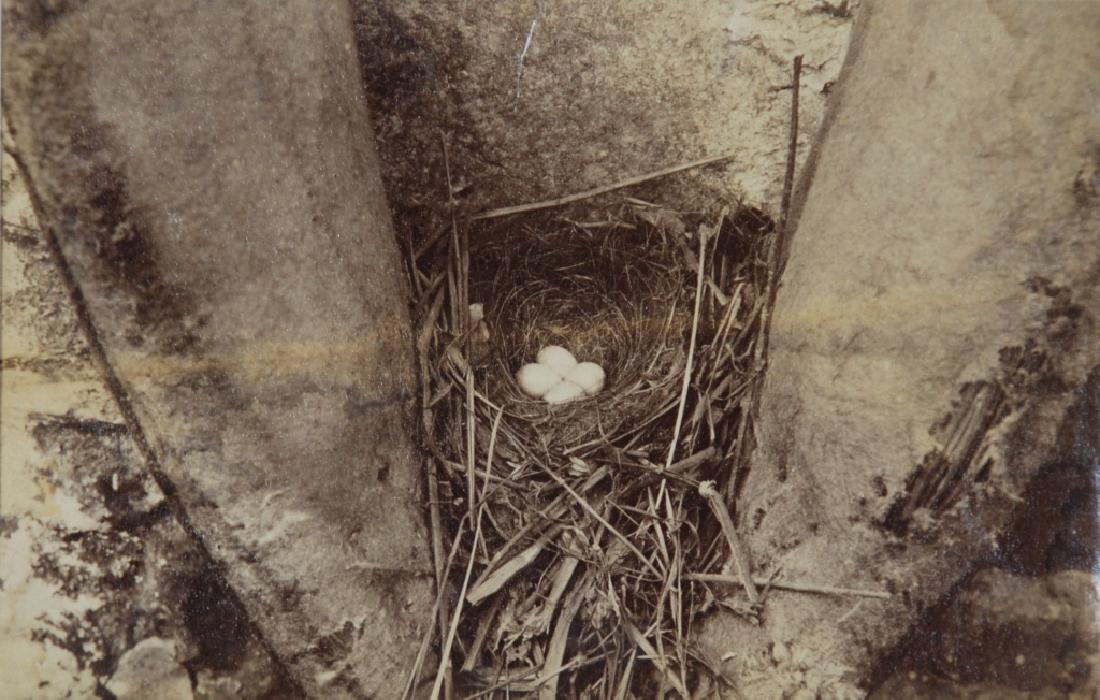 Sparrow Nest in Red Lori Collar" (1 of 3)