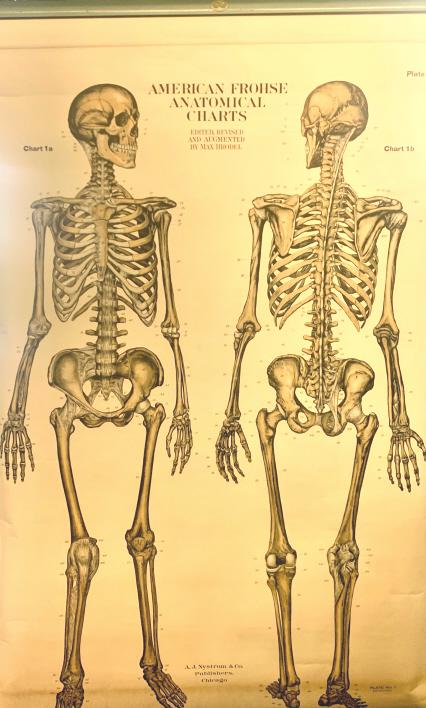 American Frohse Anatomical chart on a roller shade: American Frohse Anatomical chart on a roller shade. 1918American Frohse Anatomical chart on a roller shade Skeleton diagram. Title: 1918 American Frohse Anatomical chart. Size: 41.5 X 64 in.