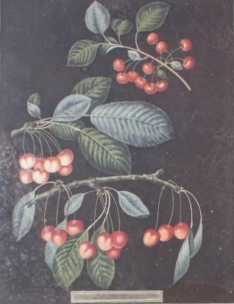 George Brookshaw (fl.1804 - 1819): George Brookshaw (fl.1804 - 1819). Sally Parks Gallery label verso. Painted and published by the act in 1881. Title: Plate VIII. Medium: Aquatint. Size: 16 X 12 in. Signature: Unsigned. Artist: George