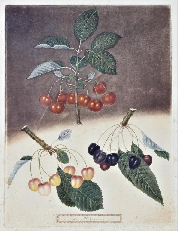 George Brookshaw (fl.1804 - 1819): George Brookshaw (fl.1804 - 1819). Sally Parks Gallery label verso. Plate VII, Painted and published by the act in 1881. Title: Plate VII. Medium: Aquatint. Size: 16 X 12 in. Signature: Unsigned. Arti