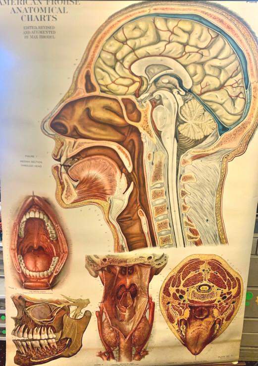 American Frohse Anatomical chart on a roller shade: American Frohse Anatomical chart on a roller shade. American Frohse Anatomical chart on a roller shade Cranial. Title: American Frohse Anatomical chart. Medium: Paper. Size: 41.5 X 64 in. Unframed.