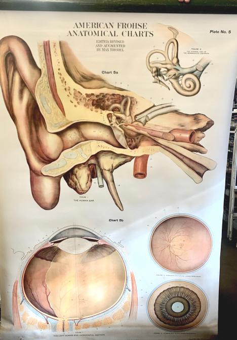 American Frohse Anatomical chart on a roller shade: American Frohse Anatomical chart on a roller shade. 1918 American Frohse Anatomical chart on a roller shade Ear and eye. Title: 1918 American Frohse Anatomical chart. Medium: Paper. Size: 41.5 X64 in.