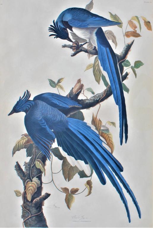 John James Laforest Audubon, Columbia Jay (1 of 20)