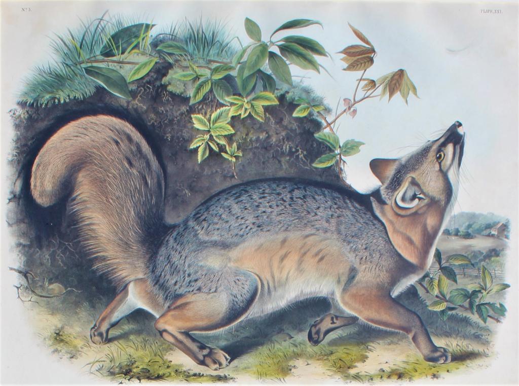 John James Laforest Audubon (Plate 21), Grey Fox: John James Laforest Audubon (Plate 21). Fr 30 X 35. Title: CANIS (VULPES) VIRGINIANUS (Grey Fox). Medium: Lithograph. Size: 19 X 24 in. Artist: John James Laforest Audubon (1785 - 1851). Framed.