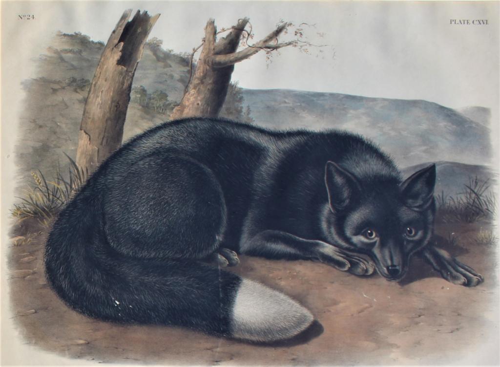 John JameLaforest Audubon, American Black or Silver Fox: John James Laforest Audubon (Plate 116). Plate 116 American Black or Silver Fox, Vulpes fulvusÂ—Desm. (Var. Argentatus.Â—Rich.), a hand-colored lithograph after John Woodhouse Audubon from the o