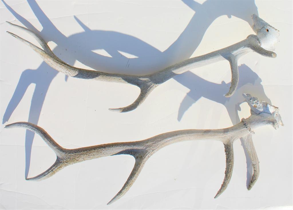 Elk antlers: Elk antlers. Title: Elk Antlers. Medium: Antlers. Size: 39 X 19 in. Signature: Unsigned. Unframed.