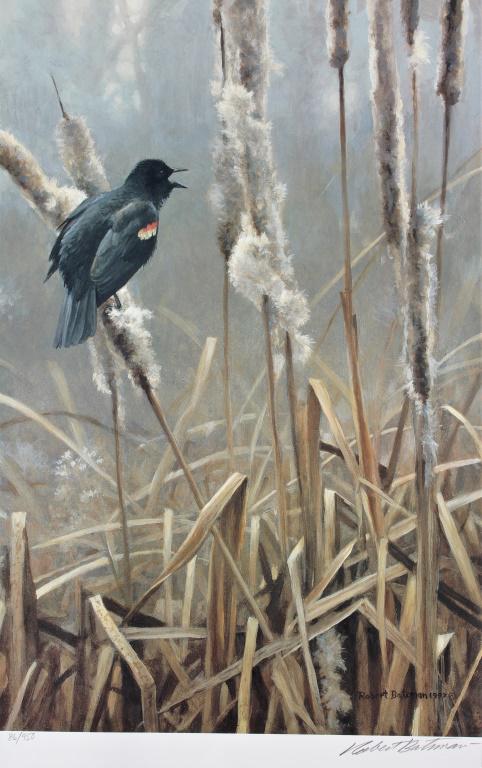 Robert Bateman, Red winged black bird: Robert Bateman, Red winged black bird. Title: Red Winged Black bird. Medium: Print. Size: 17.5 x 11.5 in. Signature: SLR. Artist: Robert Bateman. Unframed.