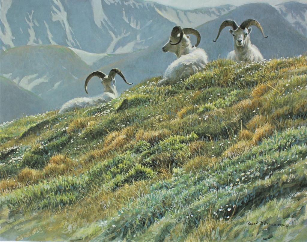 Robert Bateman,Mountain goats: Robert Bateman,Mountain goats. 86/ 950 edition, Mill pond press. Title: Mountain Meadow, Dall Sheep. Medium: Print. Size: 12.25 X 15.25 in. Signature: SLR. Artist: Robert Bateman. Unframed.