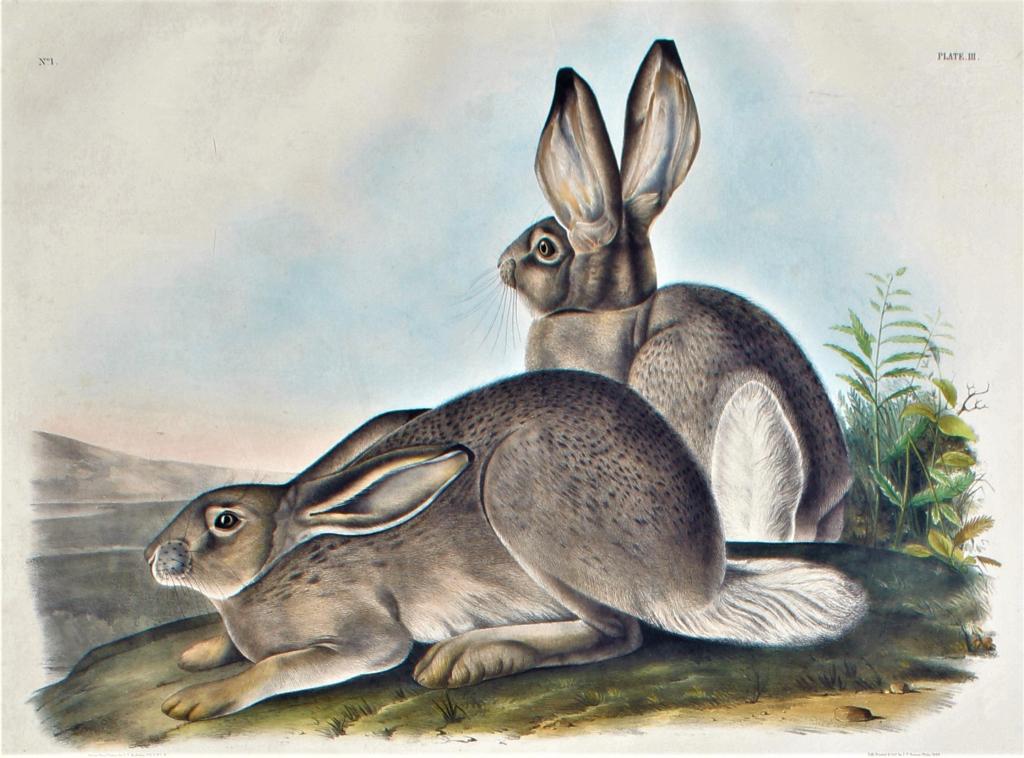 John James Laforest Audubon (1 of 8)