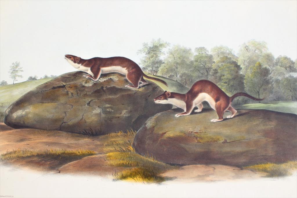 John James Laforest Audubon (1785 - 1851): John James Laforest Audubon (1785 - 1851). Little American Brown Weasel, Mustela Fusca, Aud & Bach (No 13, Plate LXIV, From 'The Viviparous Quadrupeds of North America') , 1846 One of America's first 