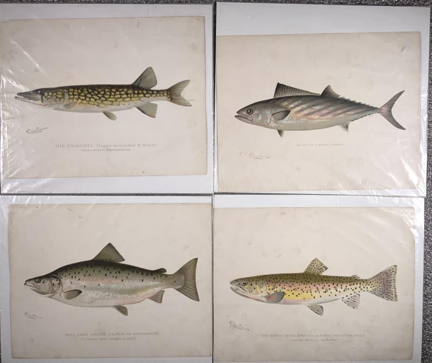 Denton Fish prints (1 of 5)
