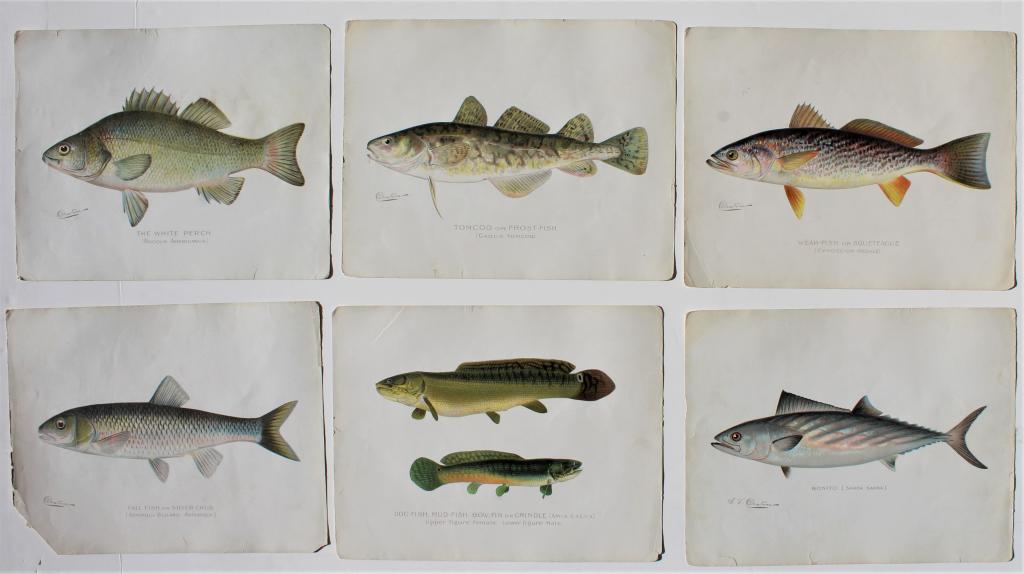 Game Fish Antique Sporting Prints (6) (1 of 8)