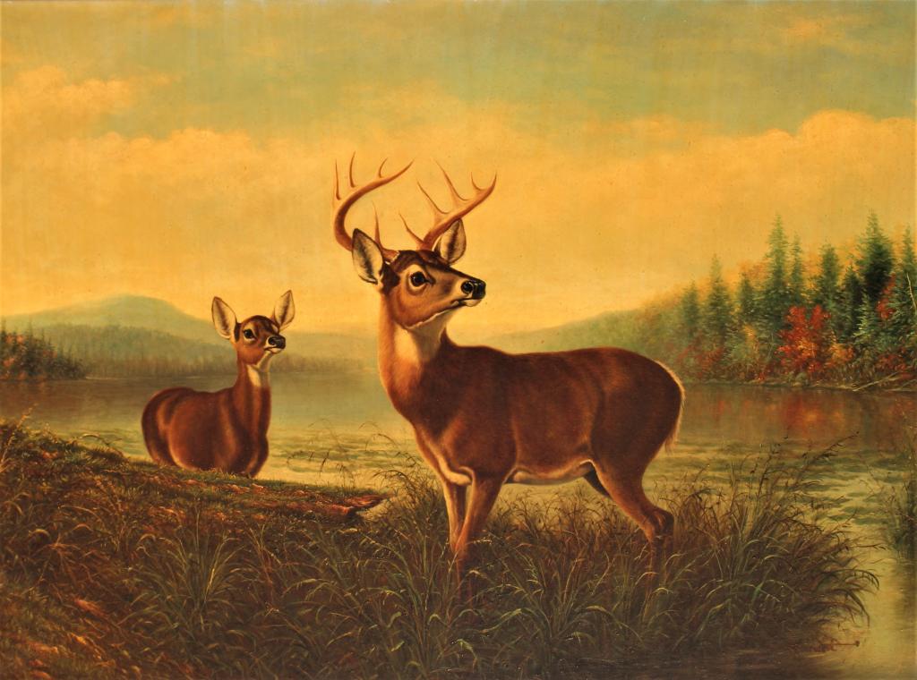 White Tailed deer (1 of 3)