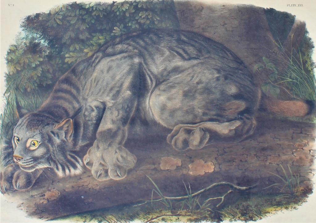 John James Laforest Audubon  (Plate XVI) (1 of 8)