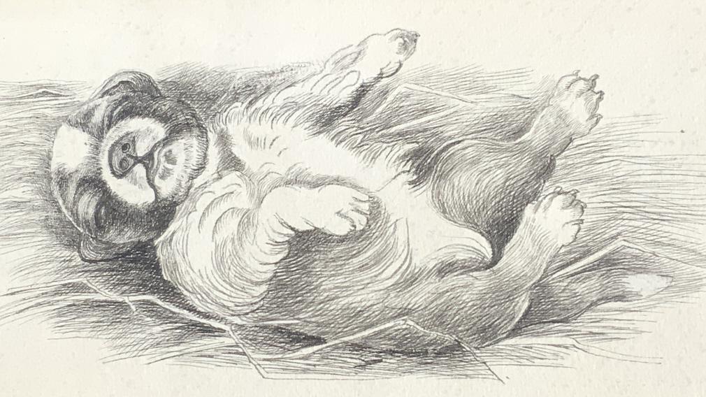Lucy Dawson, attributed. St. Bernard puppy: Lucy Dawson, attributed. St. Bernard puppy. April 25, board size: 9.75 x 12.75. Title: The Sleep of Innocence. Medium: Pen & Ink. Size: 5.50 x 12.50 in. Signature: Unsigned. Artist: Lucy Dawson. Unfra