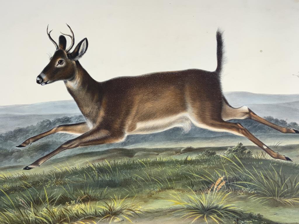 John James Audubon, , Long Tailed Deer, Litho.  J. T. Bowen, 1847, Papersize: 21.25 x 26.75. Title: (1 of 9)