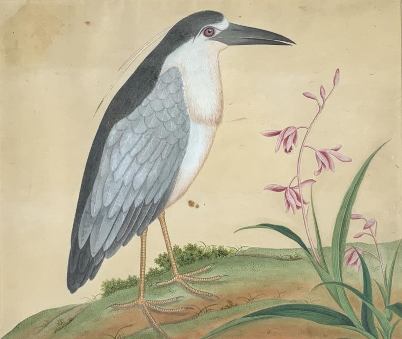 Bird with flower, watercolor,: Bird with flower, watercolor,. Frame size: 20 x 22. Title: Bird and flower. Medium: Watercolor. Size: 11.50 x 13.50 sight in. Signature: Illegible. Framed.