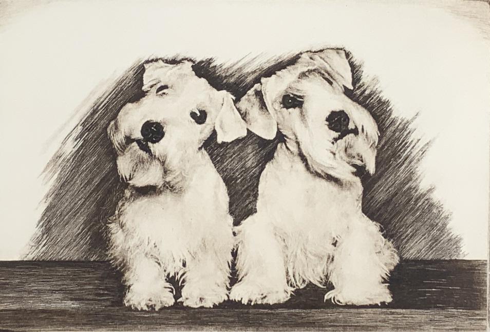Illegible Dog etching, 2 white terrier, etching (1 of 7)