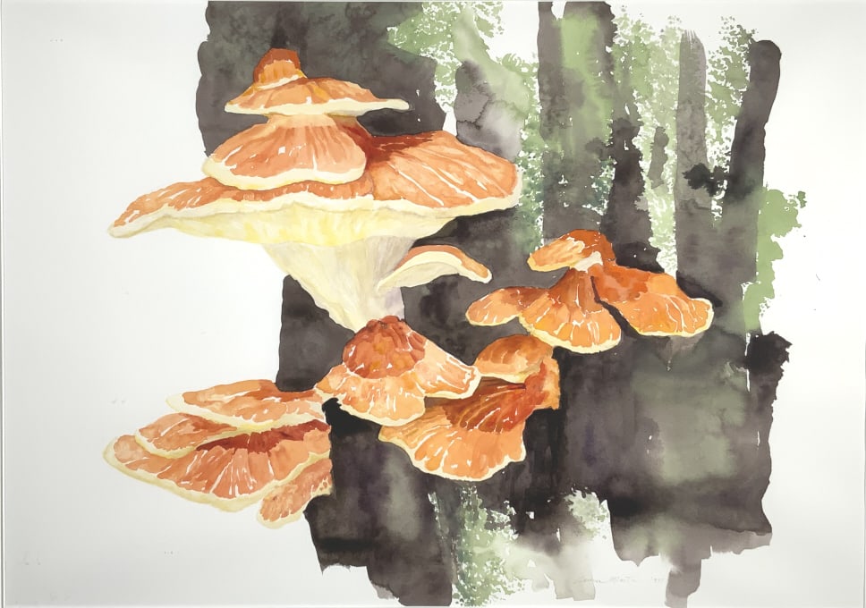 Laura Martin, Mushrooms, Sulpher shelf: Laura Martin, Mushrooms, Sulpher shelf. Laetiporos Sulphureus, Dated 1995, Frame size: 29.50 x 37.50. Title: Mushrooms on tree. Medium: Watercolor. Size: 19 x27 in. Signature: SLR. Artist: Laura Marti
