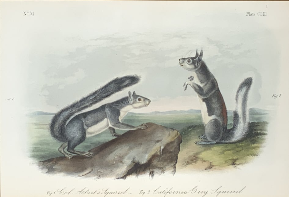 5 John James Audubon Lithographs,  Mammals & Birds (1 of 20)