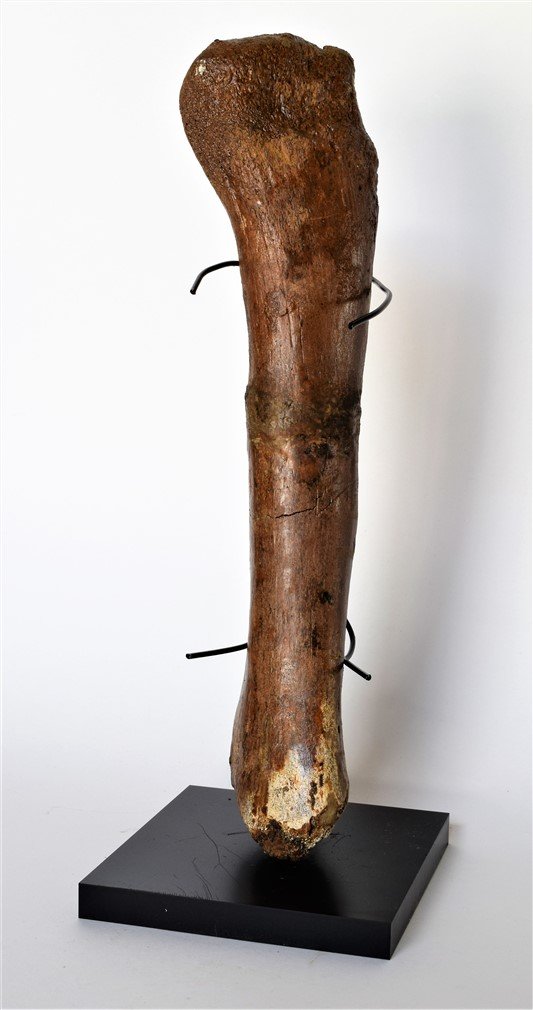 radius dinosaur bike