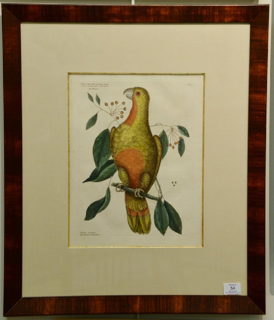 Pair of Mark Catesby hand colored engravings "The: Pair of Mark Catesby hand colored engravings "The Parrot of Paradise" Red Wood T.10 and "Largest White Bill'd Woodpecker" Willow Oak T16. plate size each: 13 3/4" x 10 1/4", sight size each 15 1/4" x