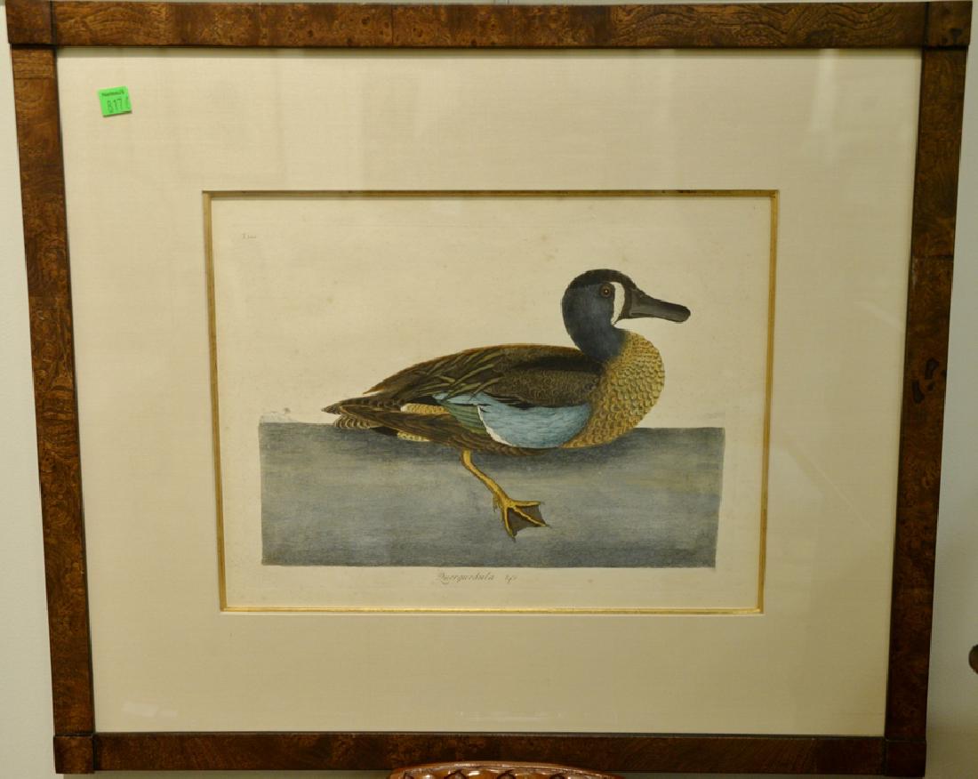 Pair of Mark Catesby hand colored engravings: Pair of Mark Catesby hand colored engravings "Querquedula &" C T100 & T99. plate size 10 1/4" x 13 3/4", sight size 11 3/4" x 15 1/4" Provenance: Property from Credit Suisse's Americana Collection