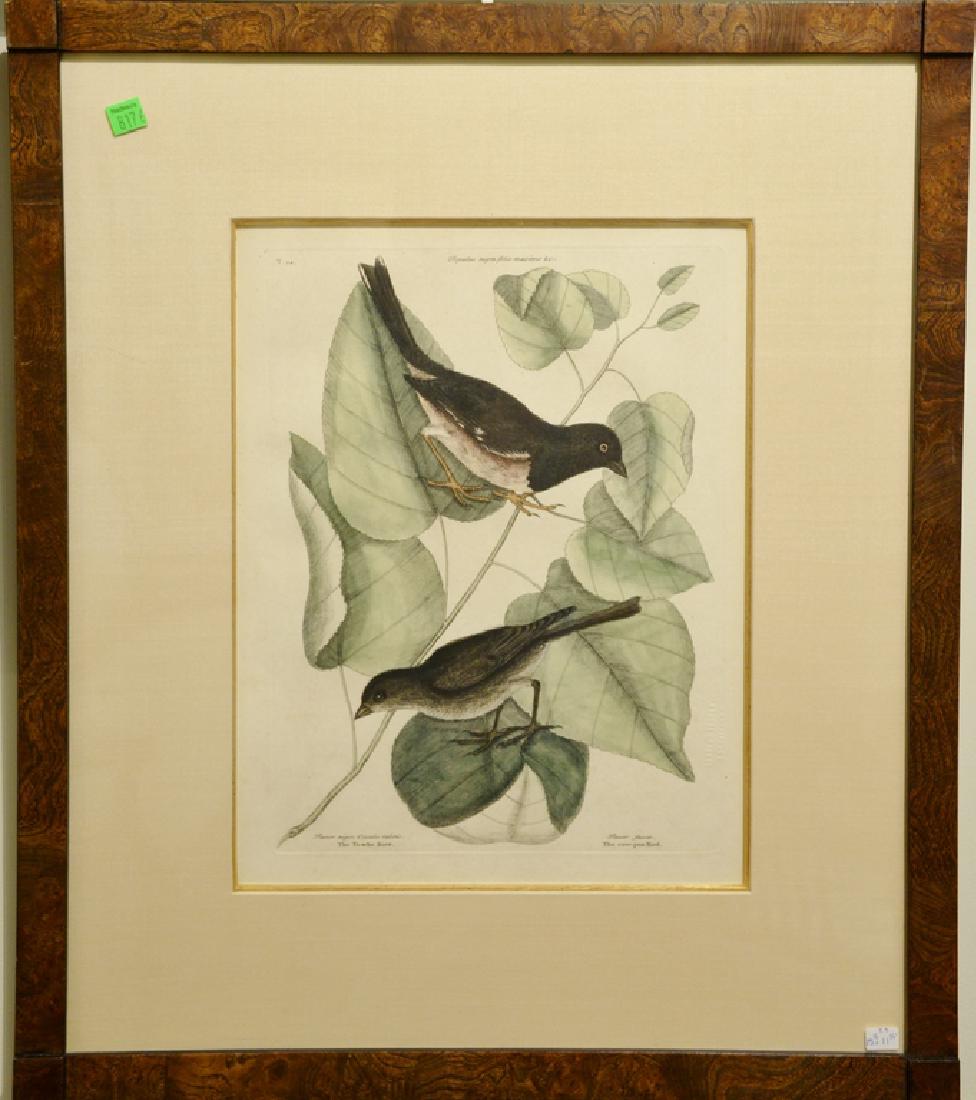 Pair of Mark Catesby hand colored engravings "The: Pair of Mark Catesby hand colored engravings "The To-Whe Bird" "The Cow-Pen Bird" T34 Sondley Library Watermark and "The Weftern Plane-tree" "The Summer Redbird" plate size each: 13 3/4" x 10 1/4", si
