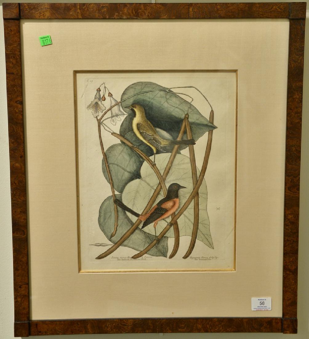 Mark Catesby hand colored engraving "The Bafterd: Mark Catesby hand colored engraving "The Bafterd Baltimore Bird", "The Catalpah Tree" T.49. plate size: 13 3/4" x 10 1/4", sight size: 15 1/4" x 11 3/4" Provenance: Property from Credit Suisse's Ameri