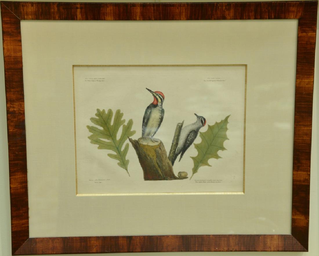 Pair of Mark Catesby hand colored engravings The: Pair of Mark Catesby hand colored engravings The Fieldfare, The Snake-Root, plate T29 and The Yellow Belly'd Woodpecker, The Smallest Spotted woodpecker, White Oak The White Oak with Sharp Notches pla