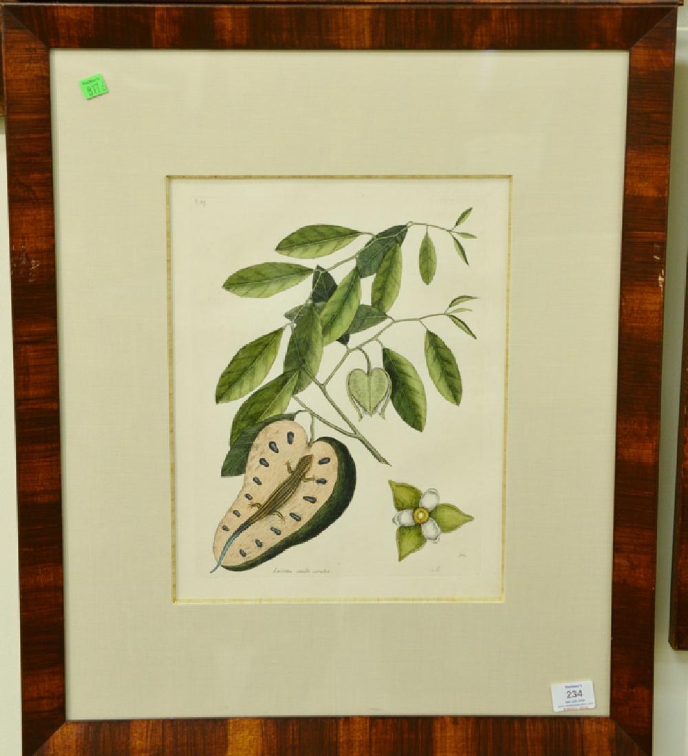 Pair of Mark Catesby hand colored engravings "Lacertus": Pair of Mark Catesby hand colored engravings "Lacertus" "Viscum" T68 Lizard plate T.68 and "Lacertus Cauda Caerulea" Lizard plate T.67. plate size each: 13 3/4" x 10 1/4", sight size each 15 1/4" x 11