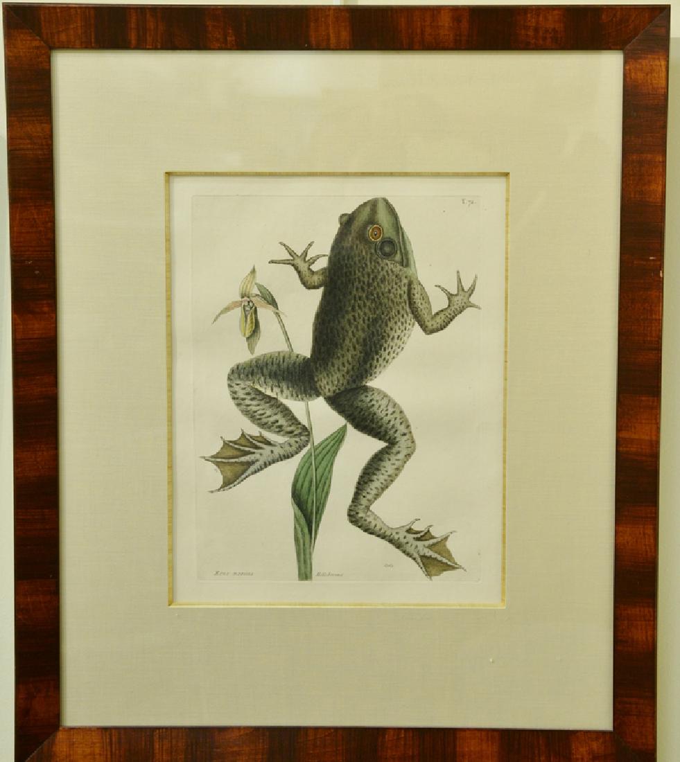 Three Mark Catesby hand colored engravings "Rana: Three Mark Catesby hand colored engravings "Rana Maxima" "Helleborend" Frog or Toad plate T72, "Lacertus" plate T63, and "Rana Aquatica" "Sarracent" plate T70. plate size each: 13 3/4" x 10 1/4", sigh